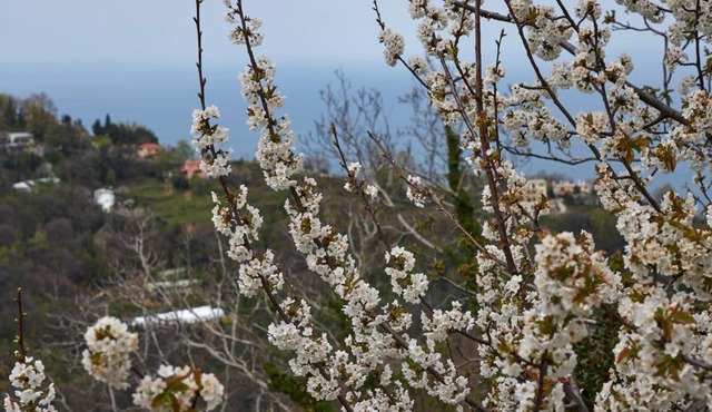 Thalassoxyla in Tsagarada