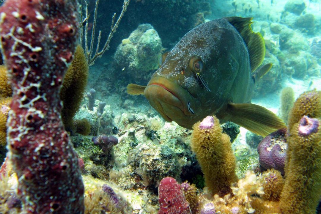 Photo of Others in The Bight